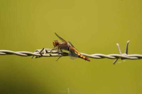 DSC_0405_00002 (Copier)