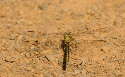 DSC_0408_00003 (Copier)