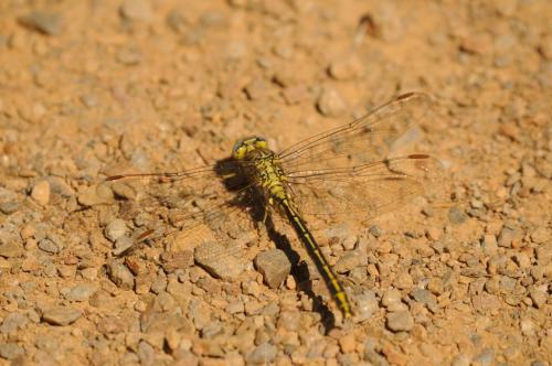 DSC_0409_00004 (Copier)