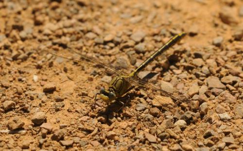 DSC_0410_00005 (Copier)