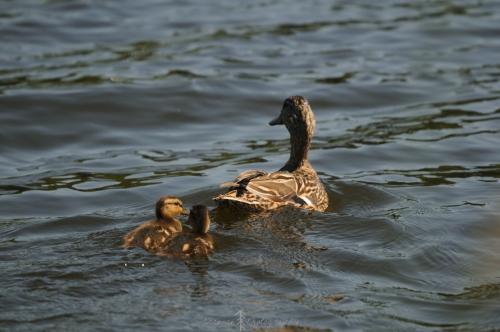 DSC_0413_00007 (Copier)