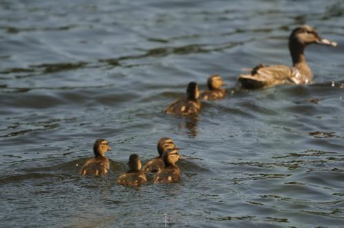 DSC_0414_00008 (Copier)