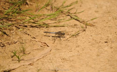 DSC_0415_00009 (Copier)