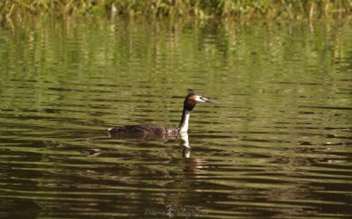 DSC_0435_00010 (Copier)