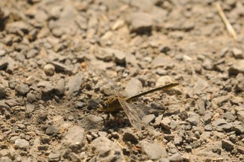 DSC_0437_00012 (Copier)