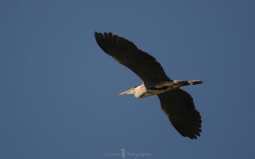 DSC_0439_00013 (Copier)