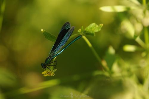 DSC_0457_00025 (Copier)