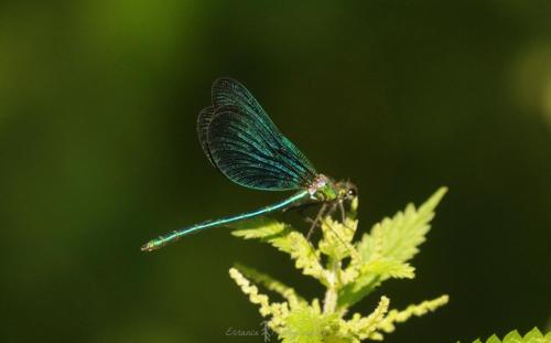 DSC_0463_00026 (Copier)