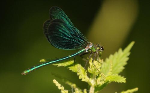 DSC_0464_00027 (Copier)