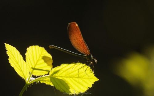 DSC_0466_00028 (Copier)