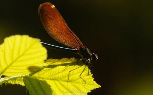 DSC_0468_00029 (Copier)