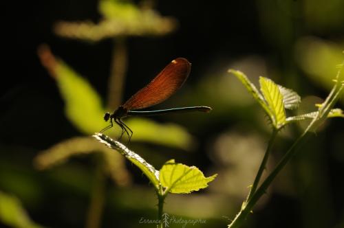 DSC_0469_00030 (Copier)