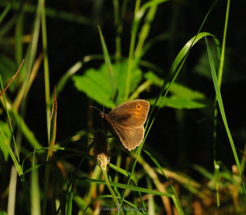 DSC_2206_998