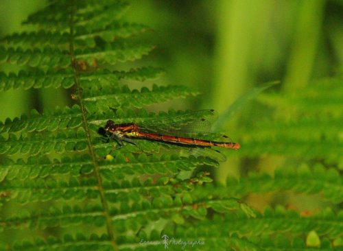 DSC_2209_1001