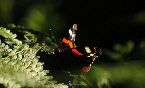 DSC_2217_1005