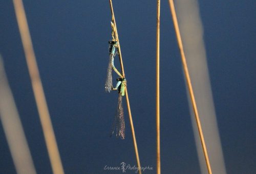 DSC_2222_1007