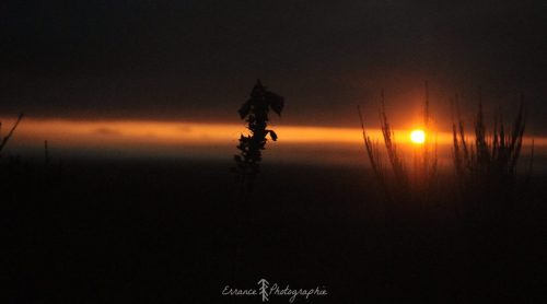 DSC_2230_1009