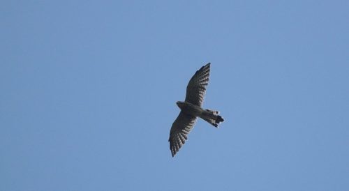 DSC_2720_1220