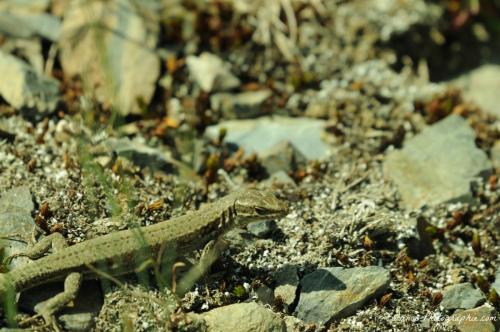 DSC_8106_00092 (Copier)