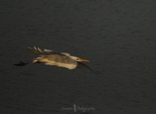 DSC_8983_00001 (Copier)