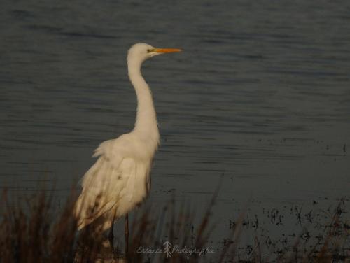 DSC_8986_00002 (Copier)