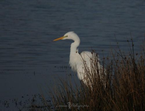 DSC_8988_00004 (Copier)