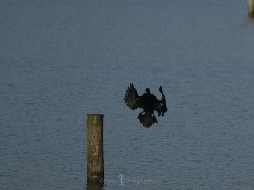 DSC_9006_00007 (Copier)