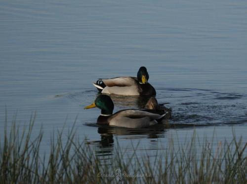 DSC_9007_00008 (Copier)