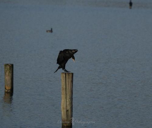 DSC_9009_00009 (Copier)