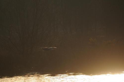 DSC_9032_00013 (Copier)