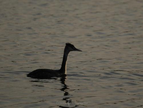 DSC_9044_00015 (Copier)