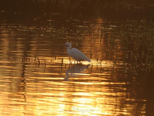 DSC_9075_00017 (Copier)