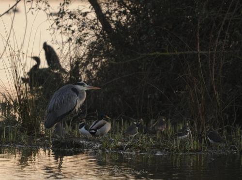 DSC_9092_00020 (Copier)