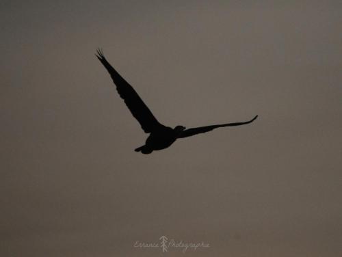 DSC_9104_00022 (Copier)