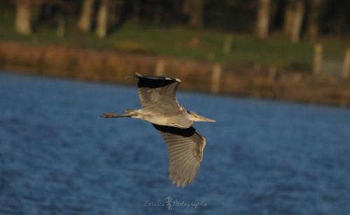 DSC_9274_00001 (Copier)