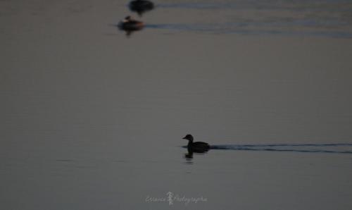 DSC_9293_00002 (Copier)