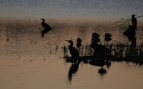 DSC_9294_00003 (Copier)