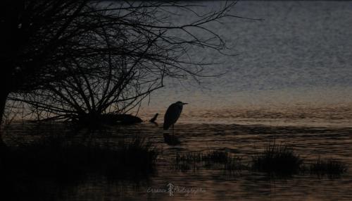 DSC_9304_00005 (Copier)