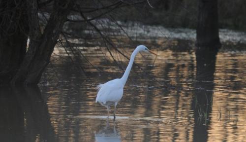 DSC_9318_00006 (Copier)