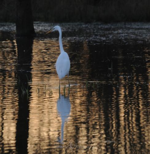 DSC_9322_00007 (Copier)