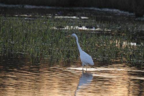 DSC_9325_00008 (Copier)