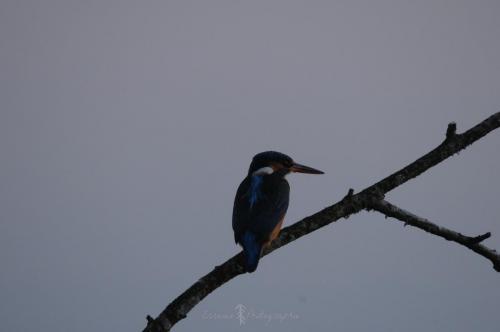 DSC_9330_00009 (Copier)