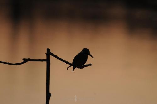 DSC_9340_00010 (Copier)