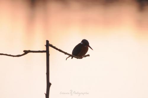 DSC_9350_00011 (Copier)