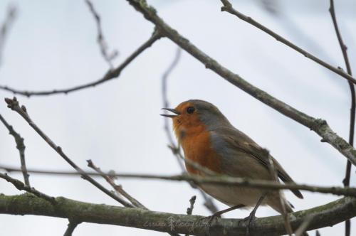 DSC_9354_00001 (Copier)