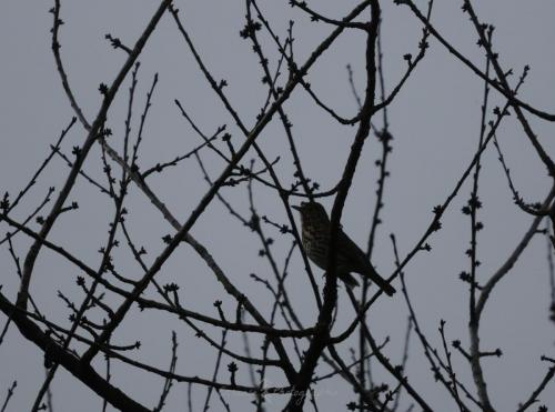 DSC_9355_00002 (Copier)