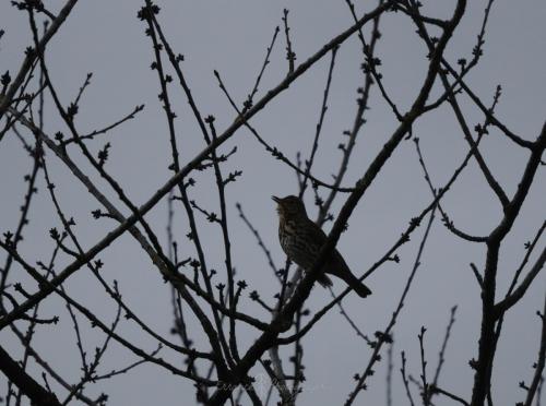 DSC_9356_00003 (Copier)