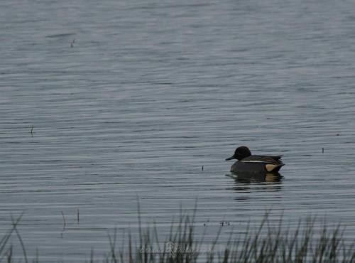 DSC_9357_00004 (Copier)