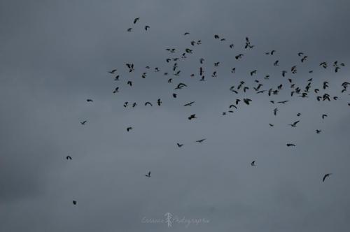 DSC_9362_00005 (Copier)