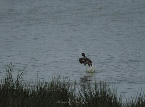 DSC_9365_00006 (Copier)